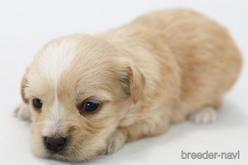 成約済の神奈川県のミックス犬-310935の3枚目